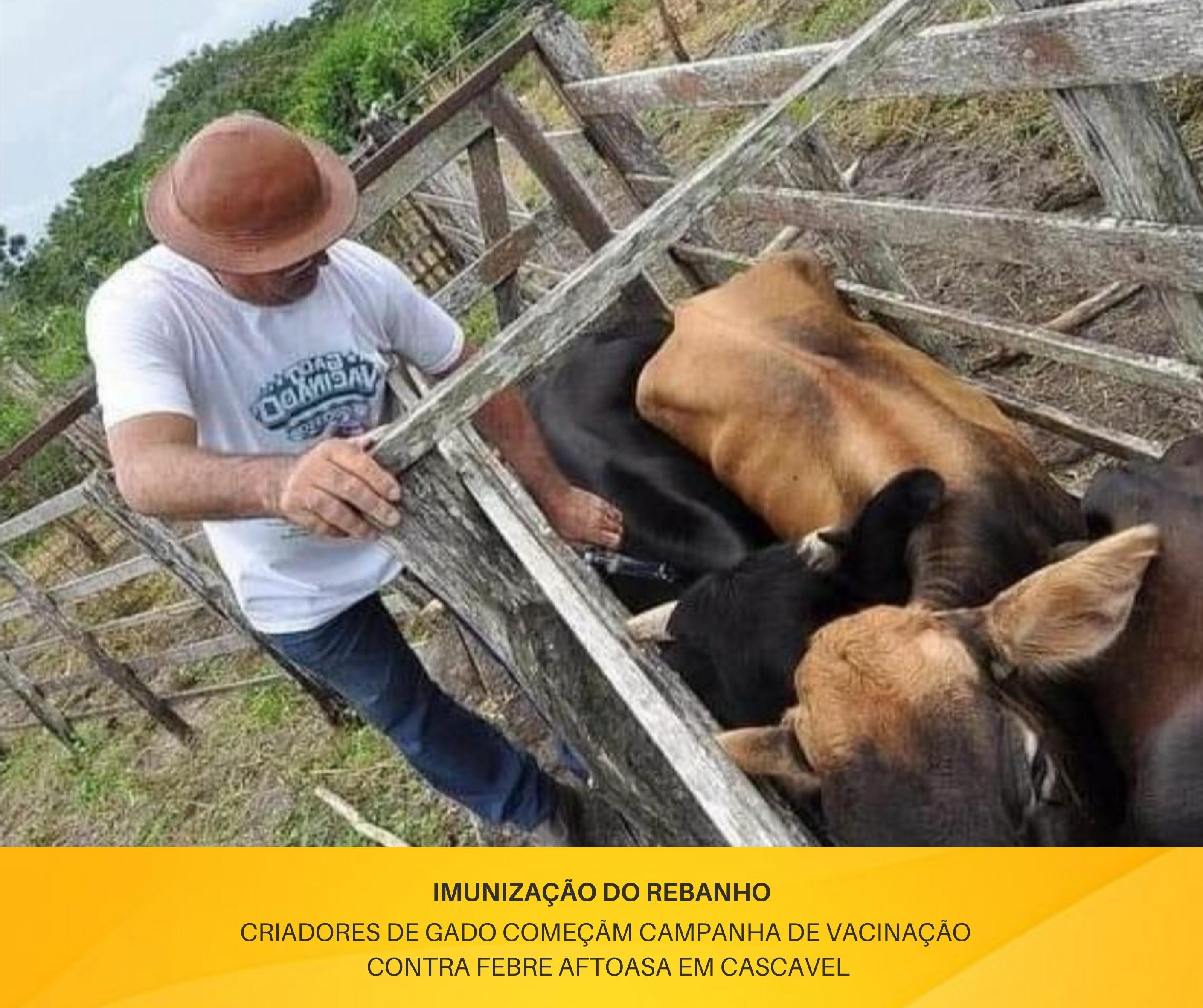 CAMPANHA CONTRA FEBRE AFTOSA EM CASCAVEL-CE